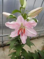 [1815 Bordelon No01.JPG]